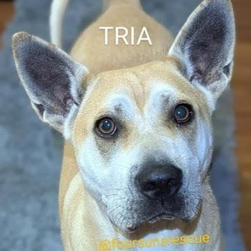 Tria (20260206-04) — thumbnail 2