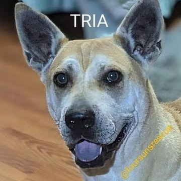 Tria (20260206-04) — thumbnail 3