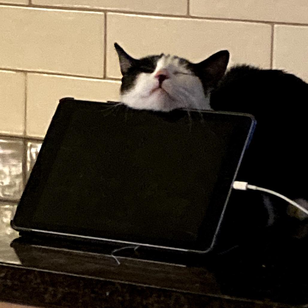 Enlarge Kathy, a Adoptable Domestic Short Hair in Los Angeles, CA image 1/6