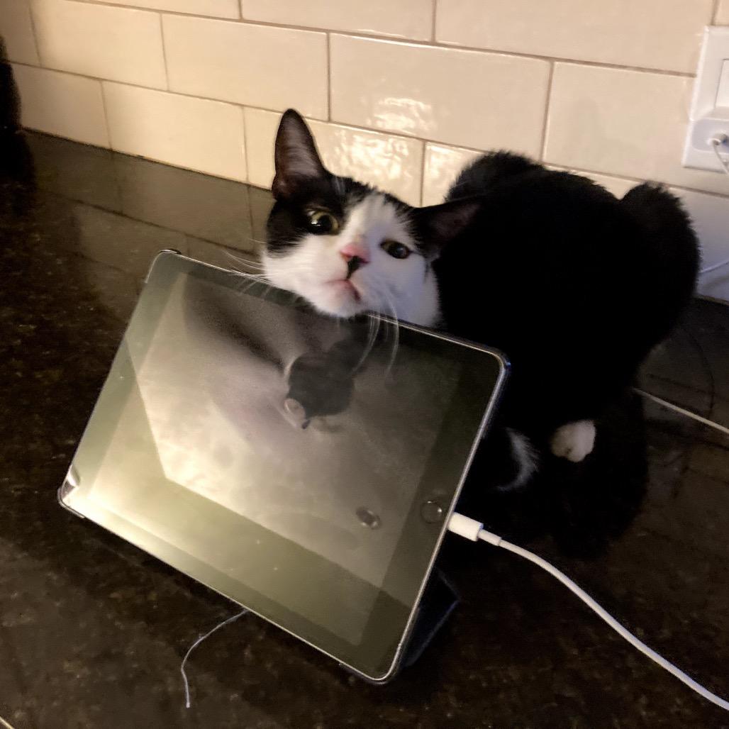 Enlarge Kathy, a Adoptable Domestic Short Hair in Los Angeles, CA image 2/6