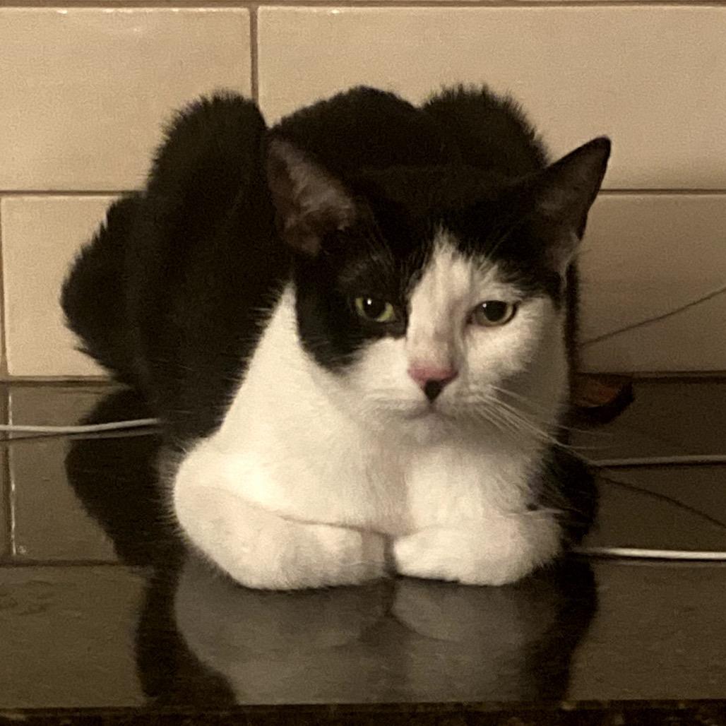 Enlarge Kathy, a Adoptable Domestic Short Hair in Los Angeles, CA image 5/6