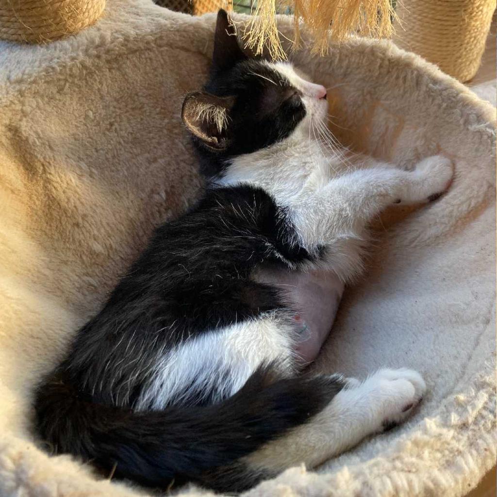 Enlarge Kathy, a Adoptable Domestic Short Hair in Los Angeles, CA image 6/6