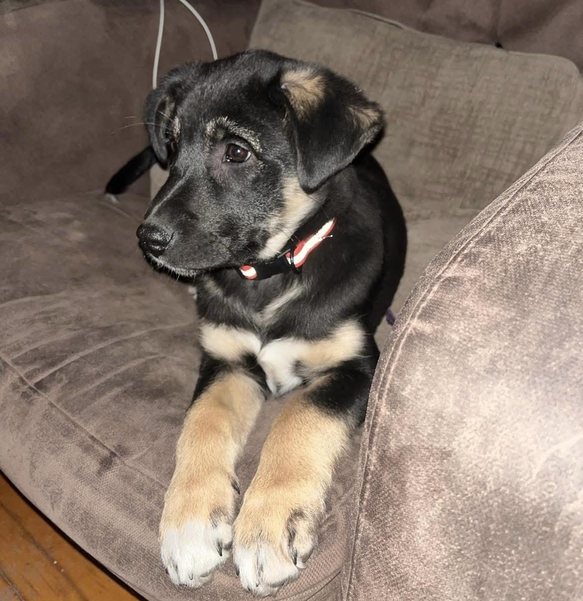 Sasha, an adopted mixed breed in Winnipeg, MB image 6/6