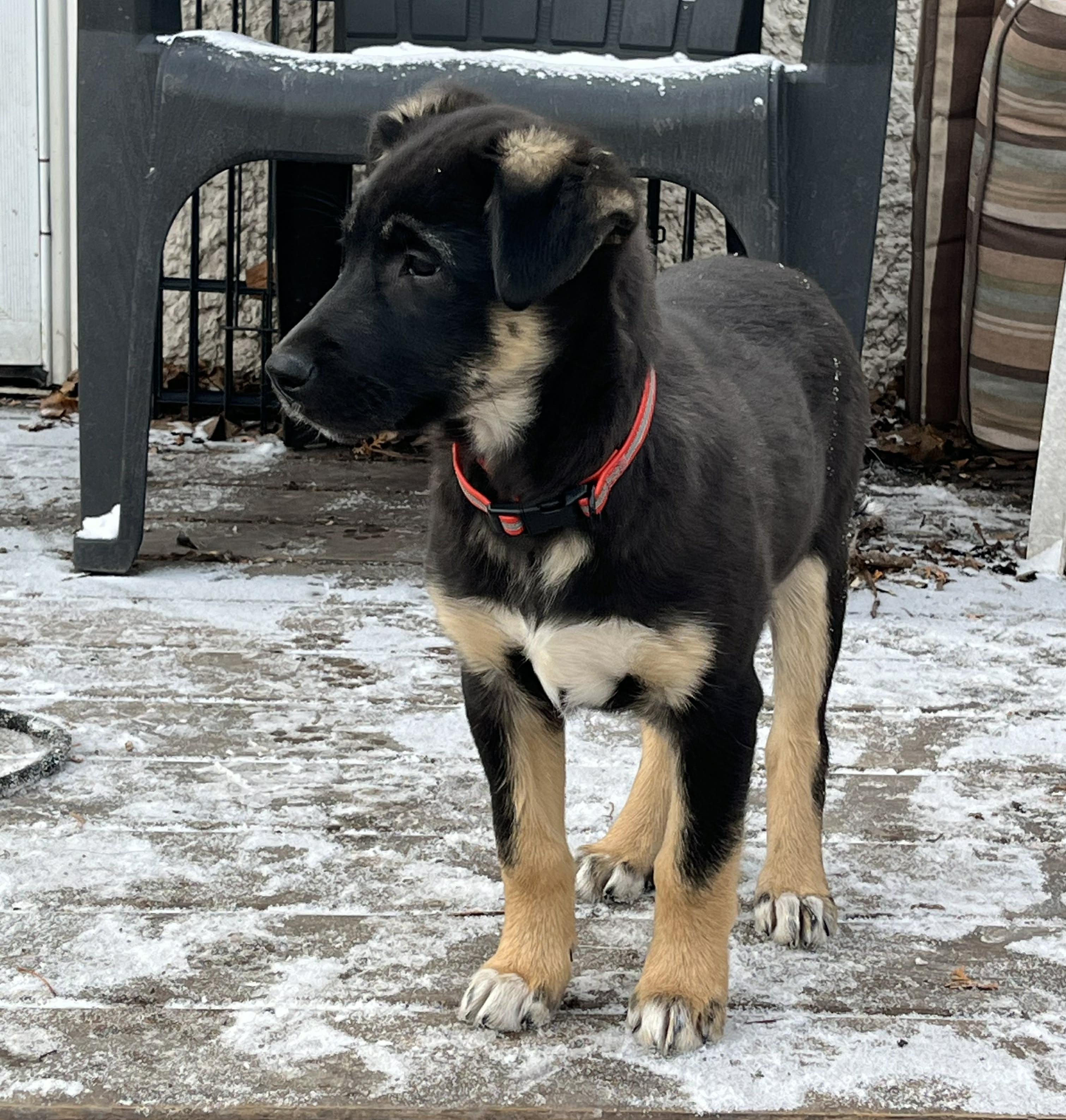 Sasha, an adopted mixed breed in Winnipeg, MB image 3/6