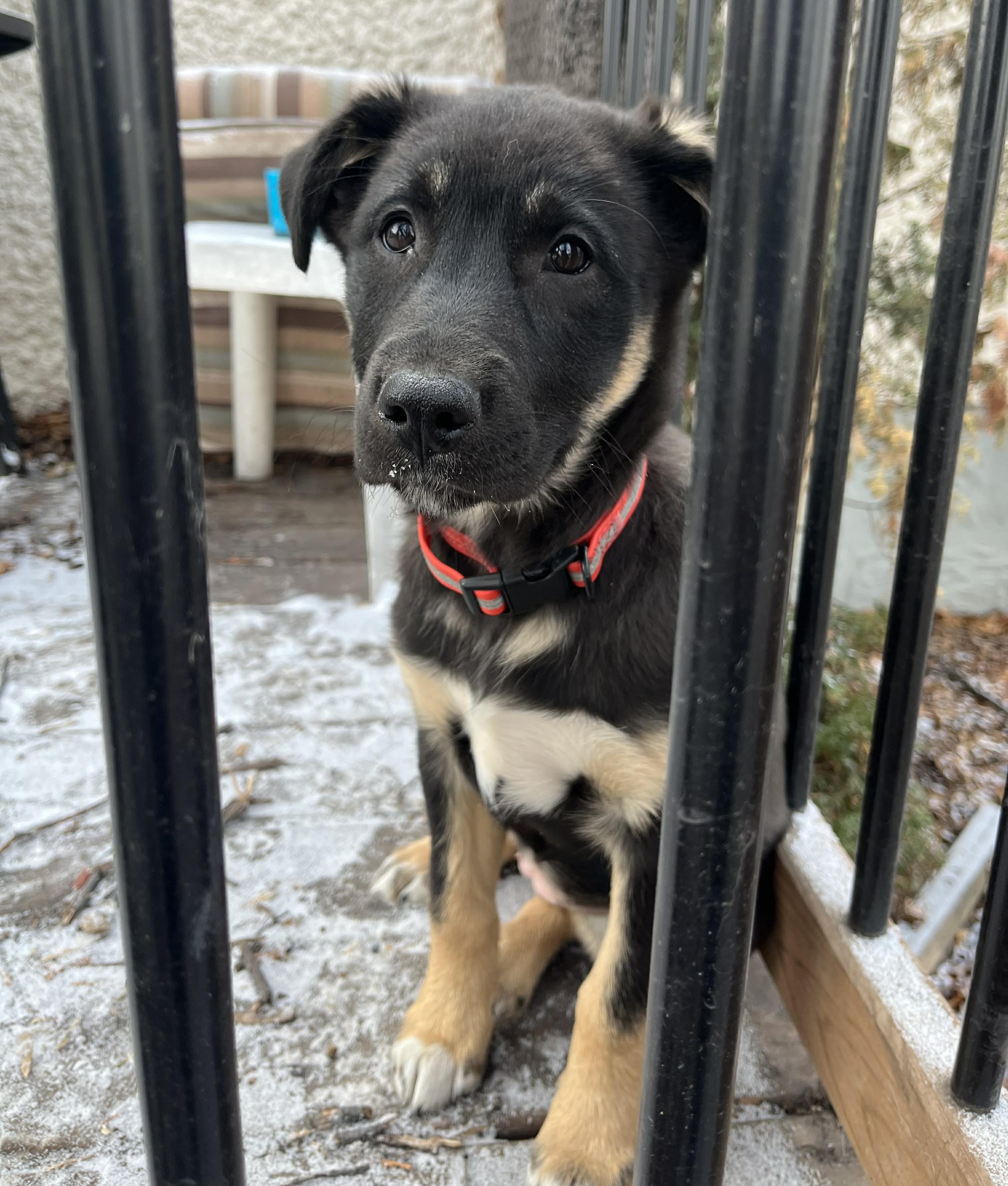 Sasha, an adopted mixed breed in Winnipeg, MB image 4/6