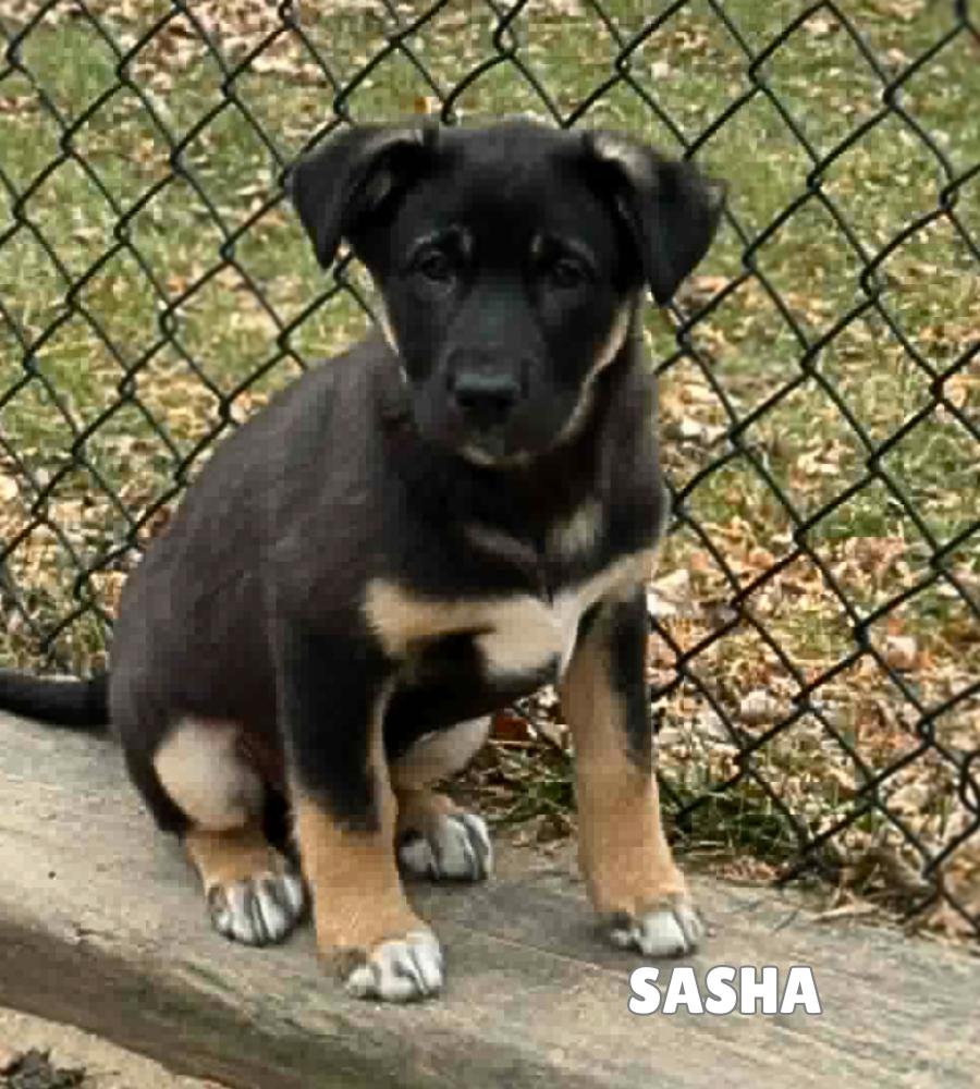 Sasha, an adopted mixed breed in Winnipeg, MB image 5/6