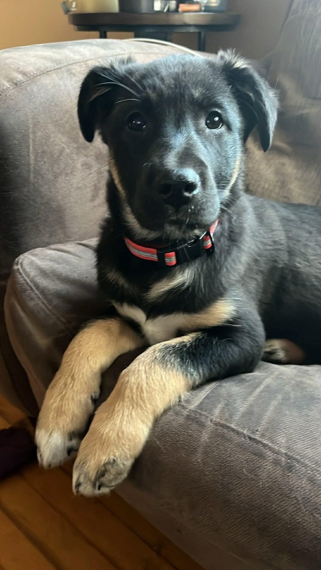 Sasha, an adopted mixed breed in Winnipeg, MB image 2/6