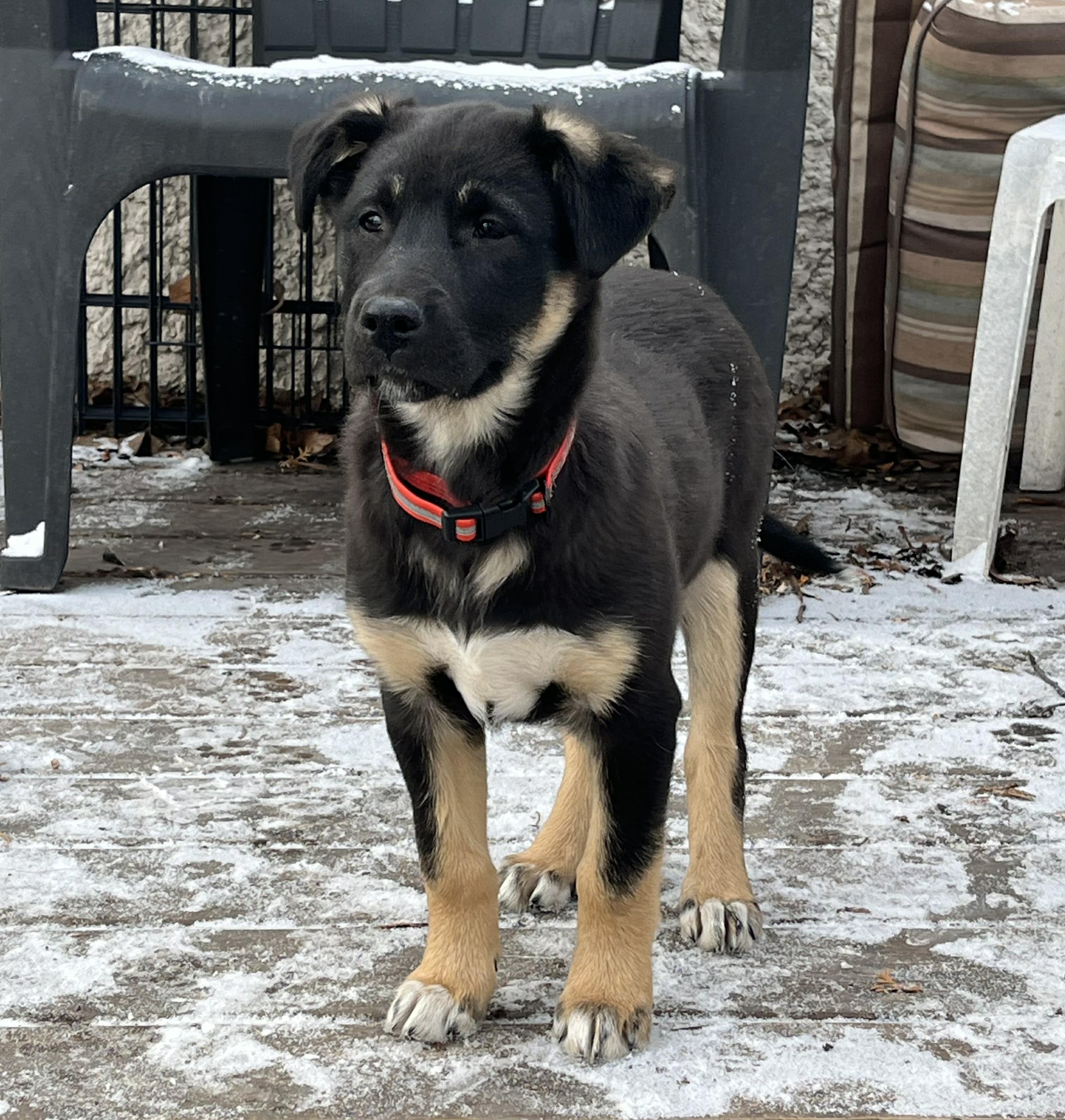 Sasha, an adopted mixed breed in Winnipeg, MB image 1/6