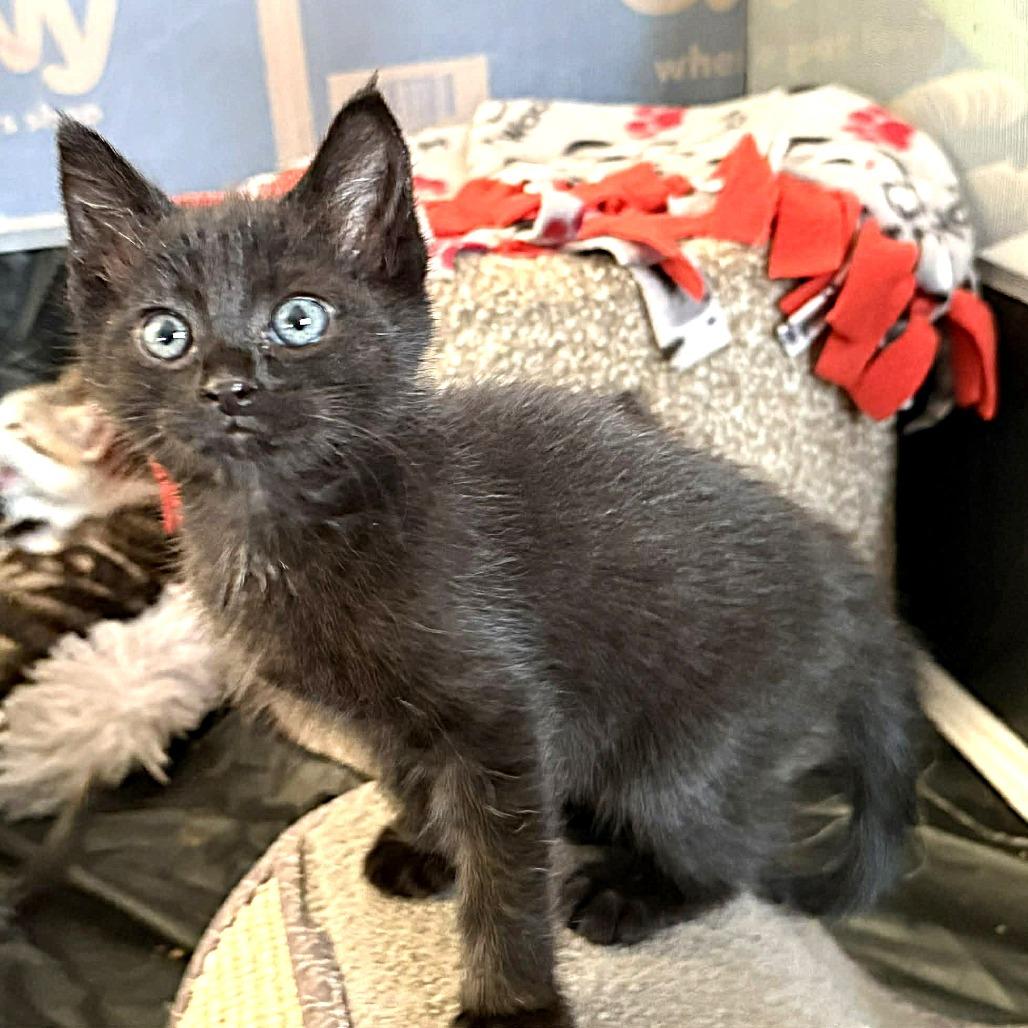 Enlarge Aretha Franklin, a Adoptable Domestic Short Hair in Escondido, CA image 1/6