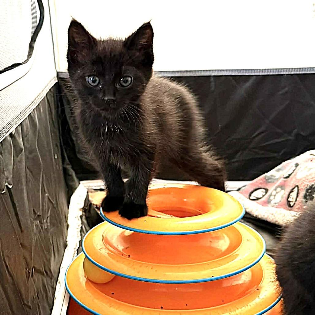 Enlarge Aretha Franklin, a Adoptable Domestic Short Hair in Escondido, CA image 3/6