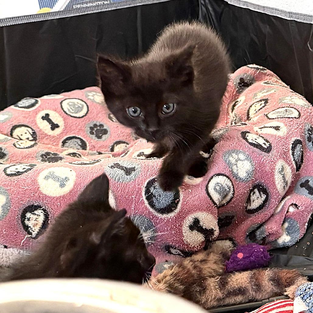 Enlarge Aretha Franklin, a Adoptable Domestic Short Hair in Escondido, CA image 4/6