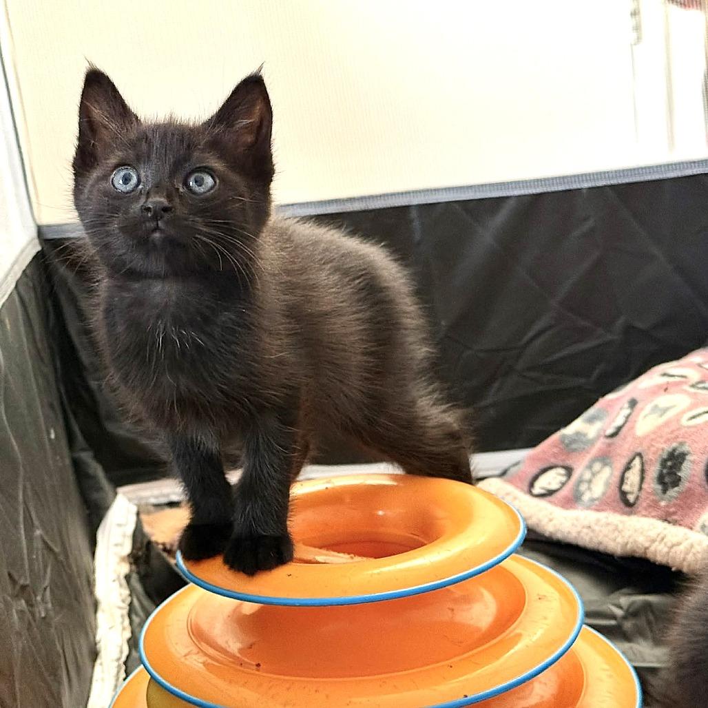 Enlarge Aretha Franklin, a Adoptable Domestic Short Hair in Escondido, CA image 5/6