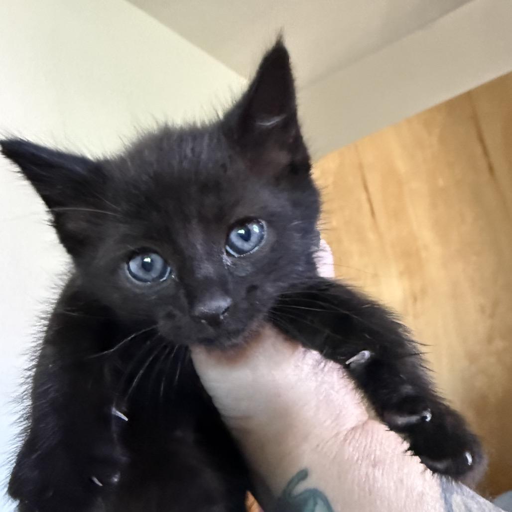 Enlarge Aretha Franklin, a Adoptable Domestic Short Hair in Escondido, CA image 6/6