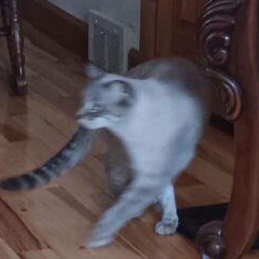 Cat for adoption Buddy & Samson (Courtesy Post), a Siamese in Lake