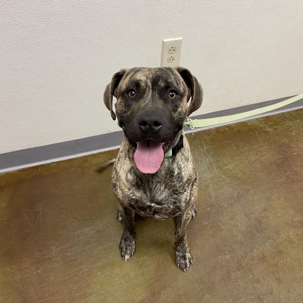 Loki, Adoptable, Adult Male Bullmastiff & Pit Bull Terrier.