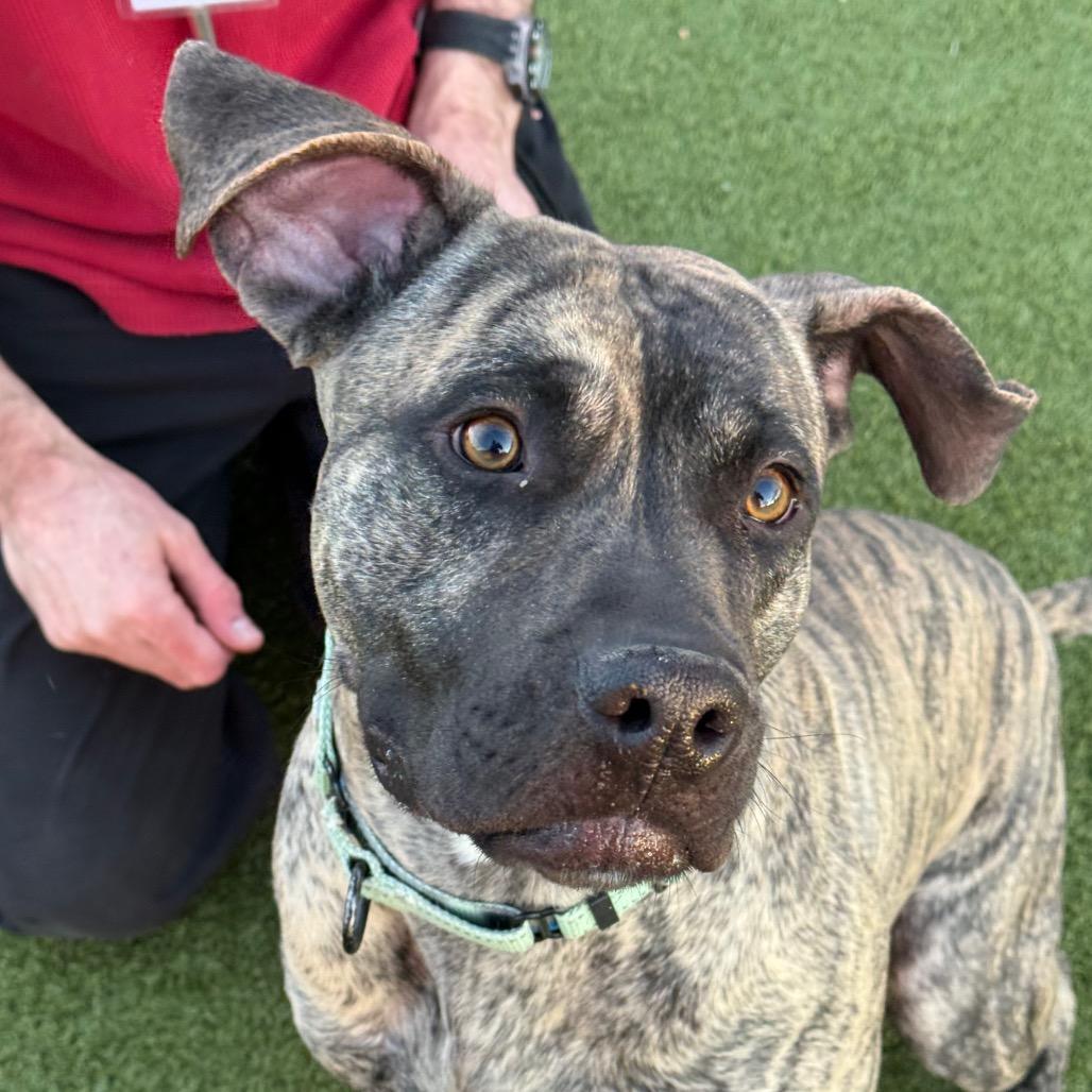 Enlarge Loki, a Adoptable mixed breed in Albuquerque, NM image 2/6