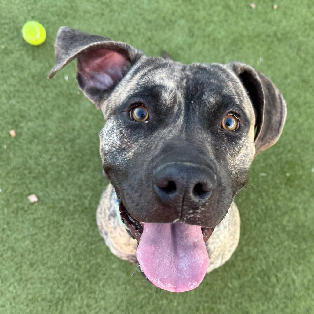 Enlarge Loki, a Adoptable mixed breed in Albuquerque, NM image 3/6