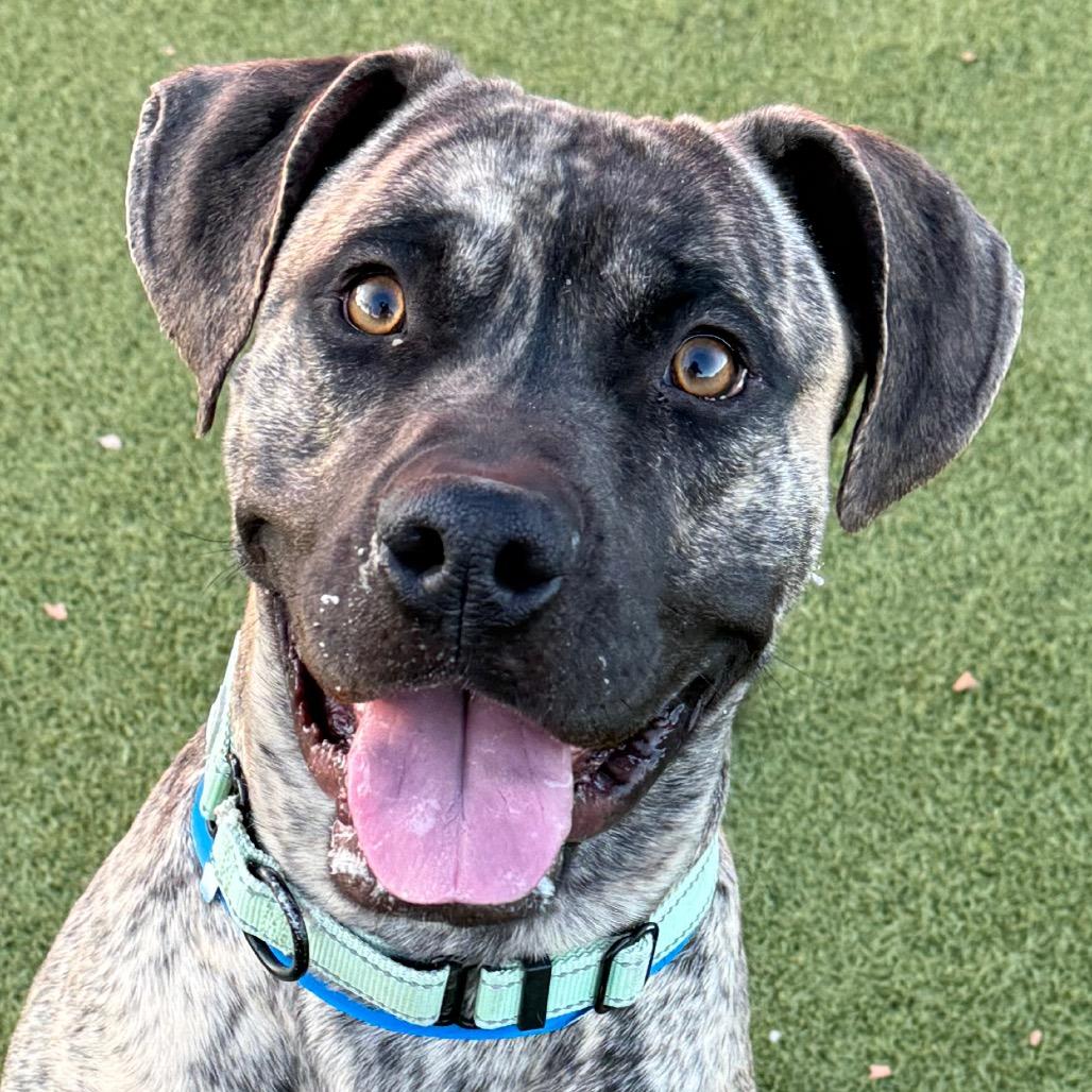 Enlarge Loki, a Adoptable mixed breed in Albuquerque, NM image 4/6