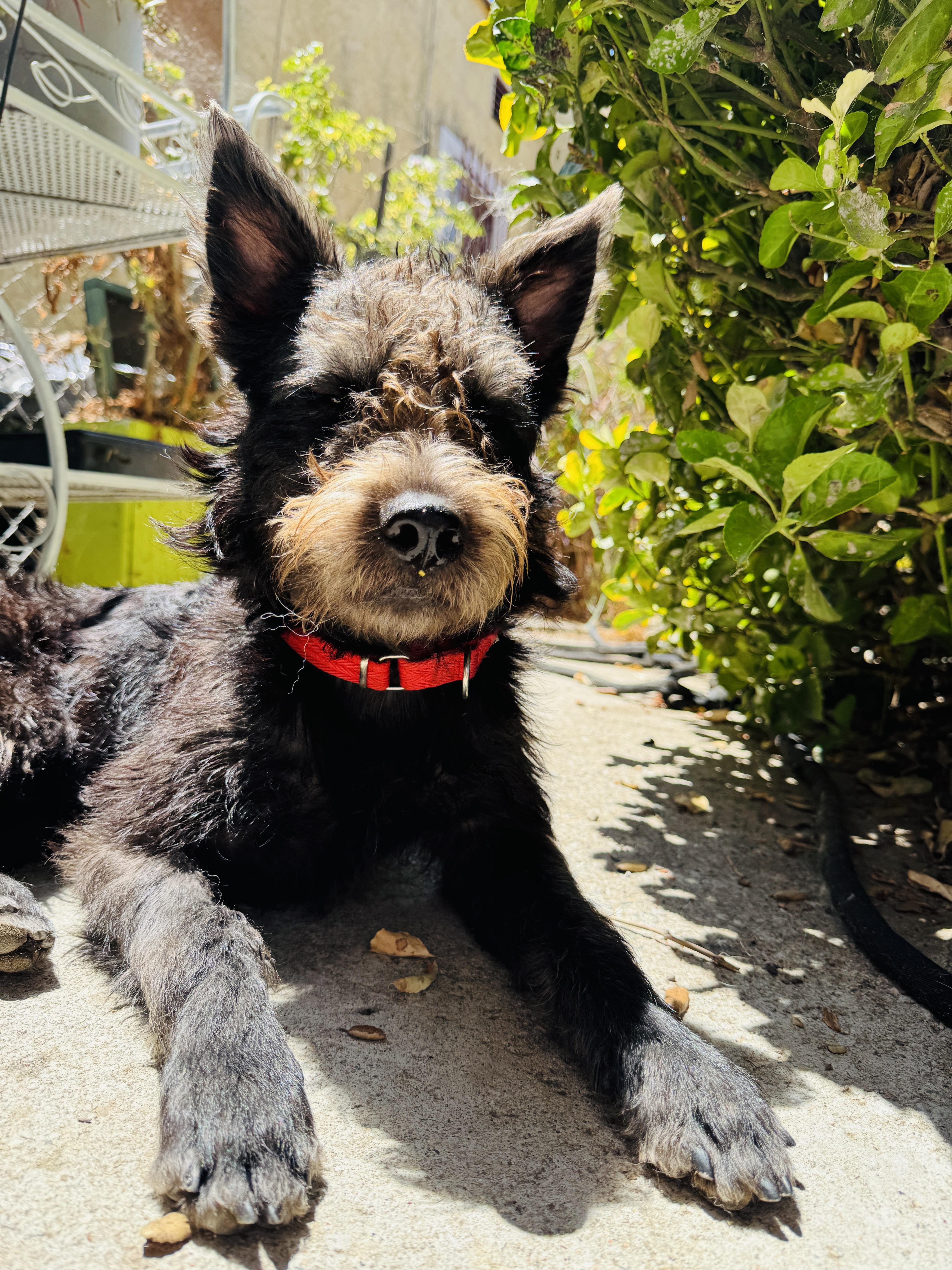 Buddy - courtesy post, a ADOPTABLE mixed breed in Redondo Beach, CA image 2/3