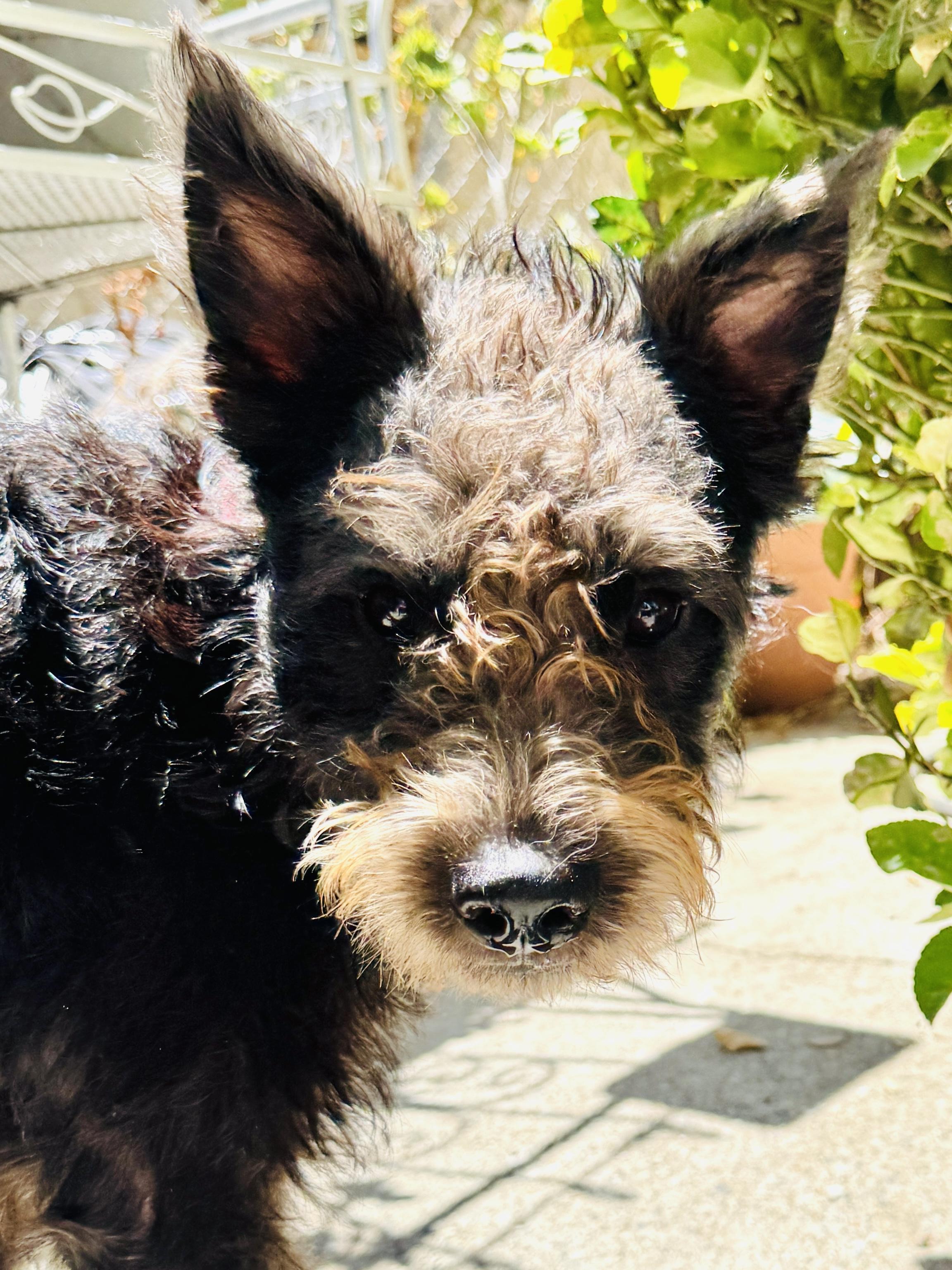 Buddy - courtesy post, a ADOPTABLE mixed breed in Redondo Beach, CA image 1/3