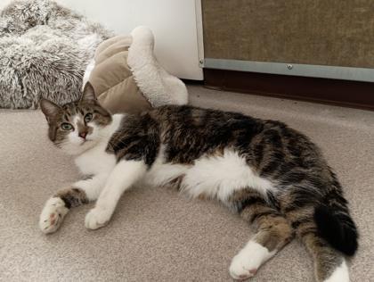 Smudge, Adoptable, Adult Male Domestic Short Hair.