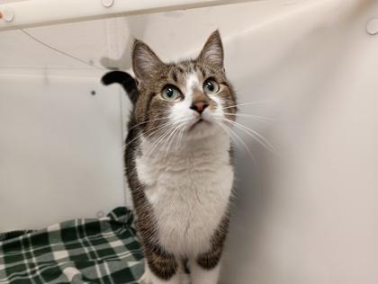 Enlarge Smudge, a Adoptable Domestic Short Hair in Boulder, CO image 2/3