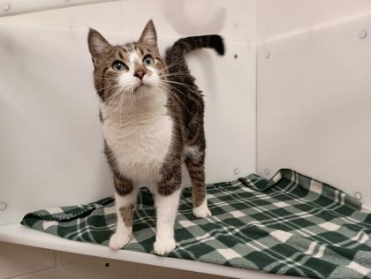 Enlarge Smudge, a Adoptable Domestic Short Hair in Boulder, CO image 3/3