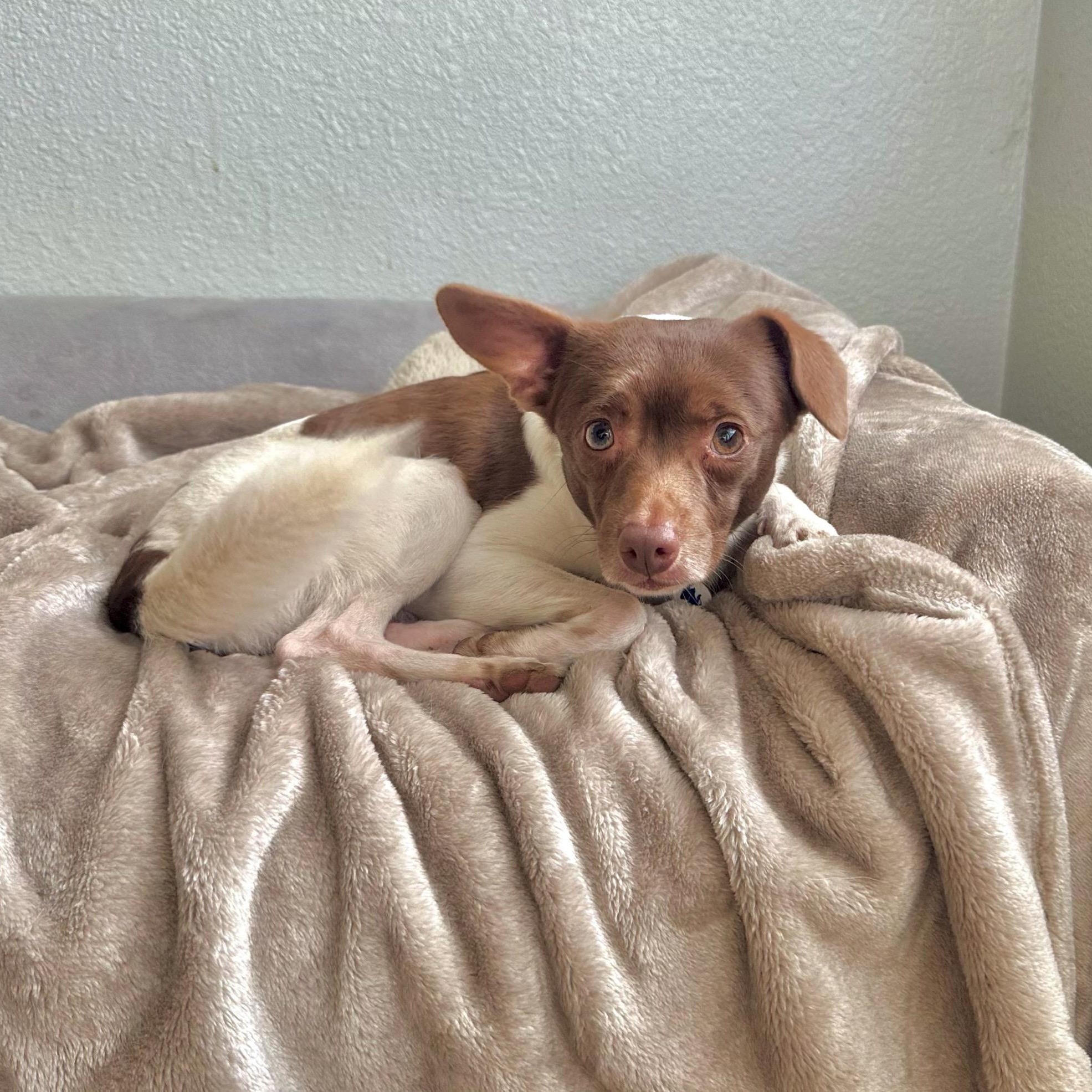 Enlarge Woody, a ADOPTABLE mixed breed in High Ridge, MO image 2/5