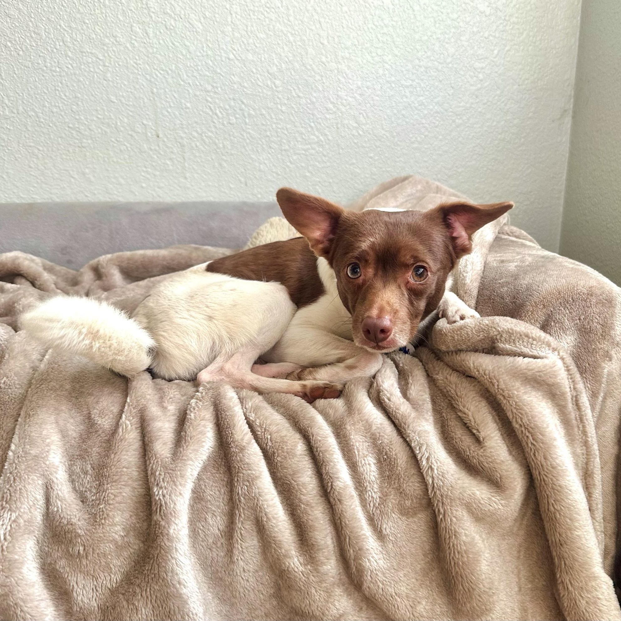 Enlarge Woody, a ADOPTABLE mixed breed in High Ridge, MO image 4/5