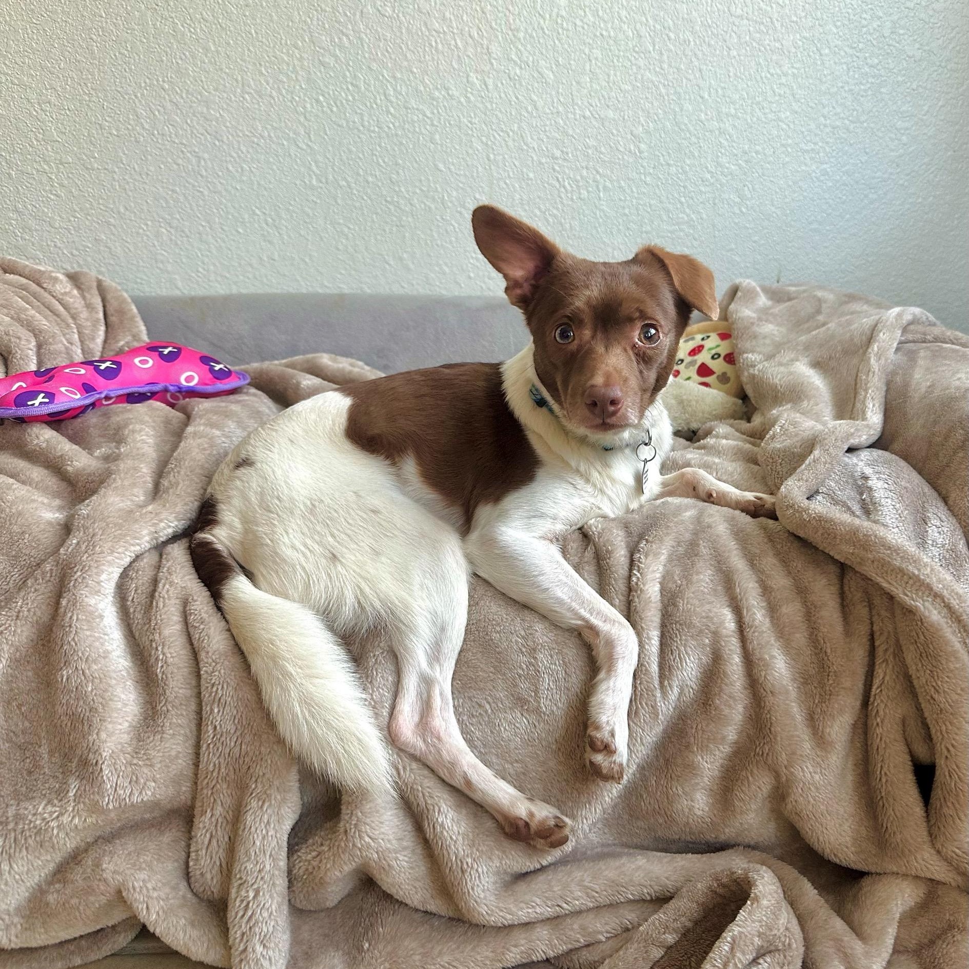Woody, ADOPTABLE, Young Male Rat Terrier & Chihuahua.