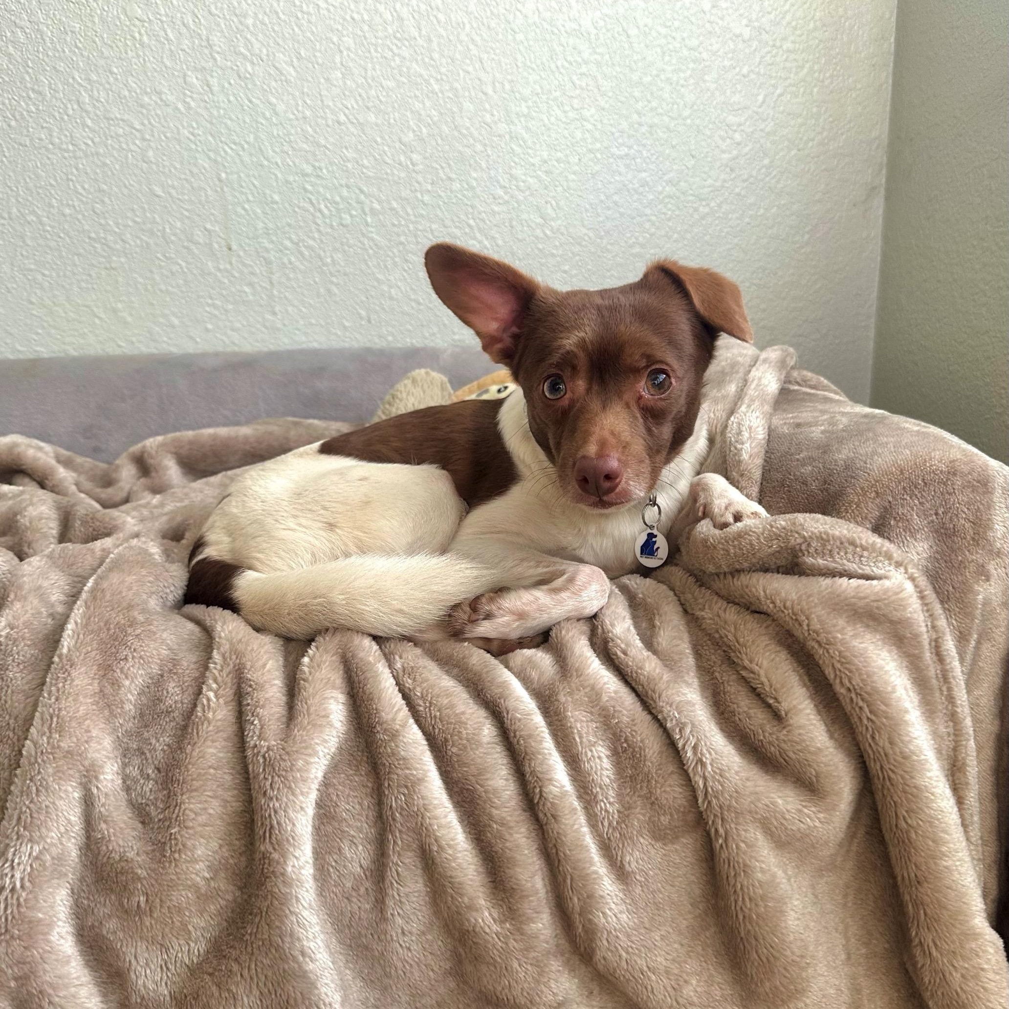 Enlarge Woody, a ADOPTABLE mixed breed in High Ridge, MO image 3/5