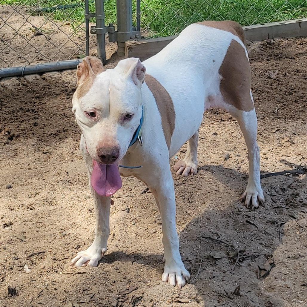 Princess, Adoptable, Senior Female Pit Bull Terrier.