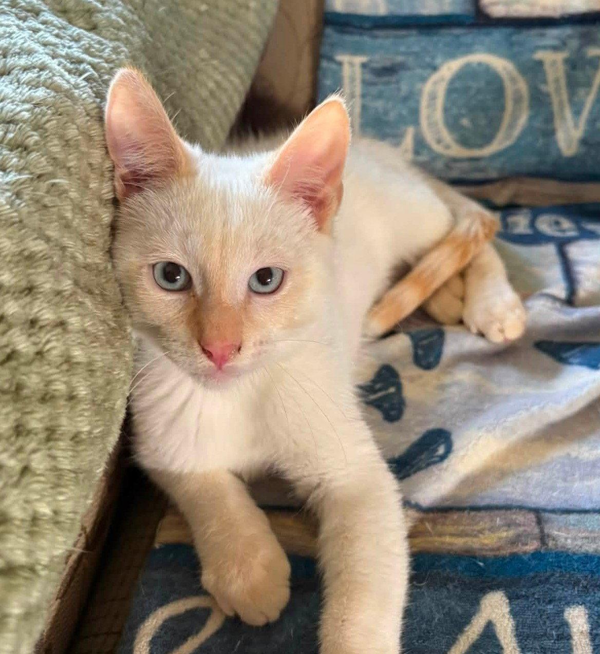 Enlarge Dorian, a Adopted Siamese in Greenville, IL image 1/1