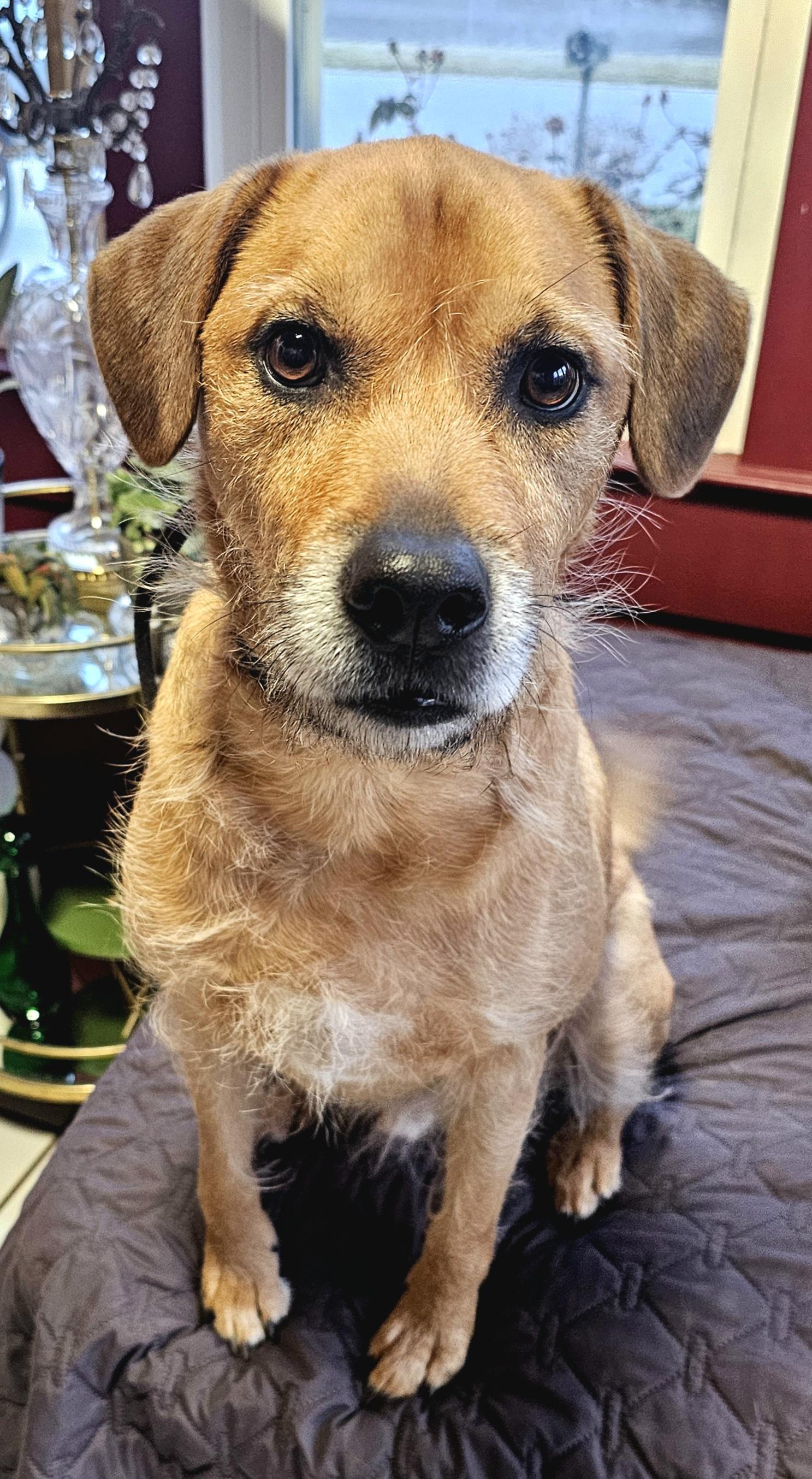 Enlarge Aries, a Adoptable mixed breed in Indian Trail, NC image 1/4