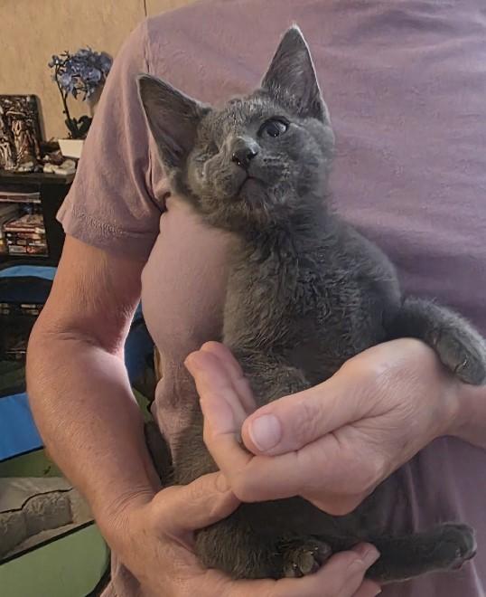 Smokey, an adopted Domestic Short Hair in Lafayette, LA image 2/3