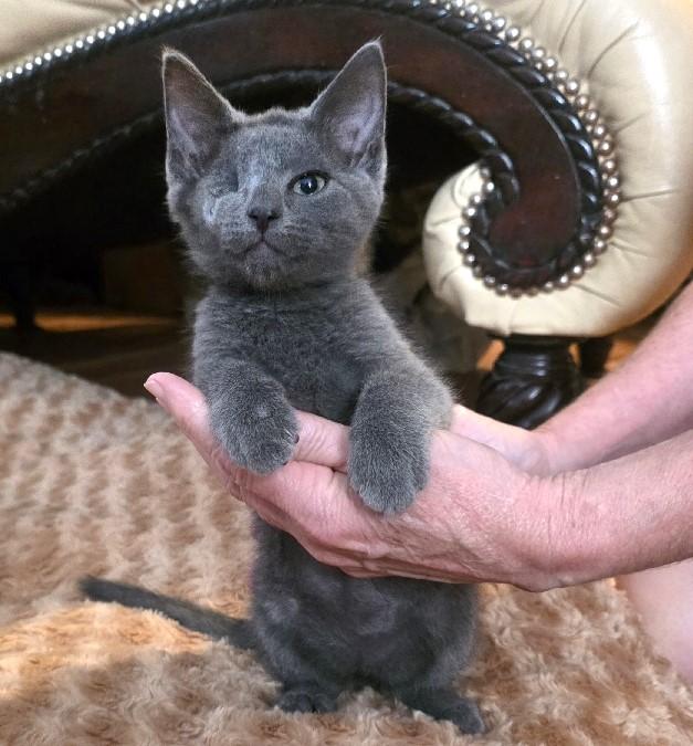Smokey, adopted, Kitten Male Domestic Short Hair.
