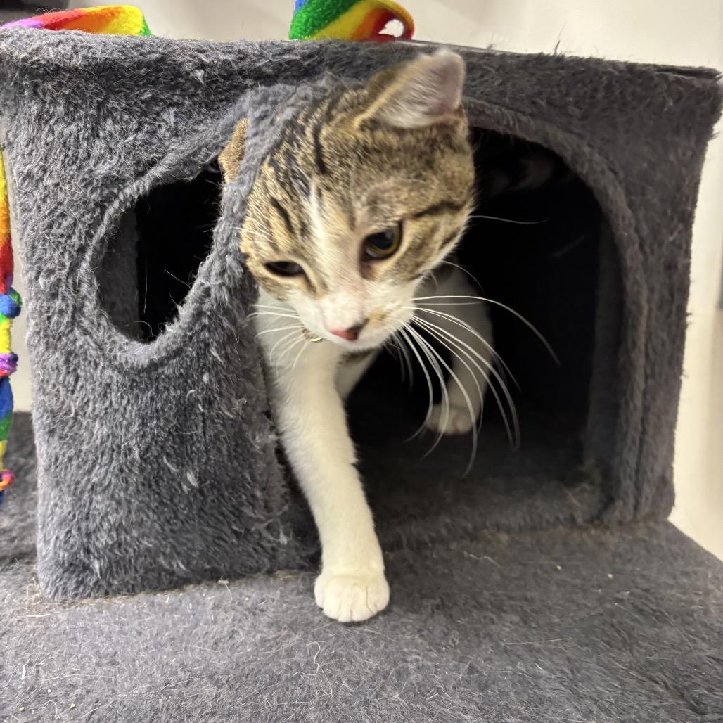 Fearne, Adoptable, Young Female Domestic Short Hair.