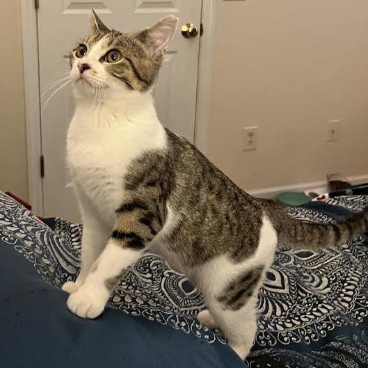 Fearne, Adoptable, Young Female Domestic Short Hair.