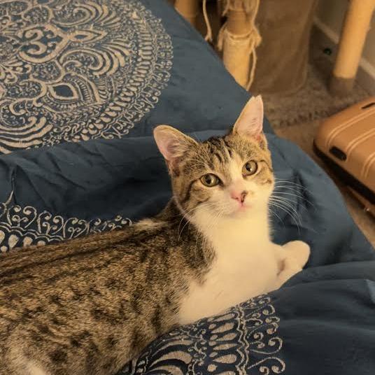 Enlarge Fearne, a Adoptable Domestic Short Hair in Auburn, AL image 2/4