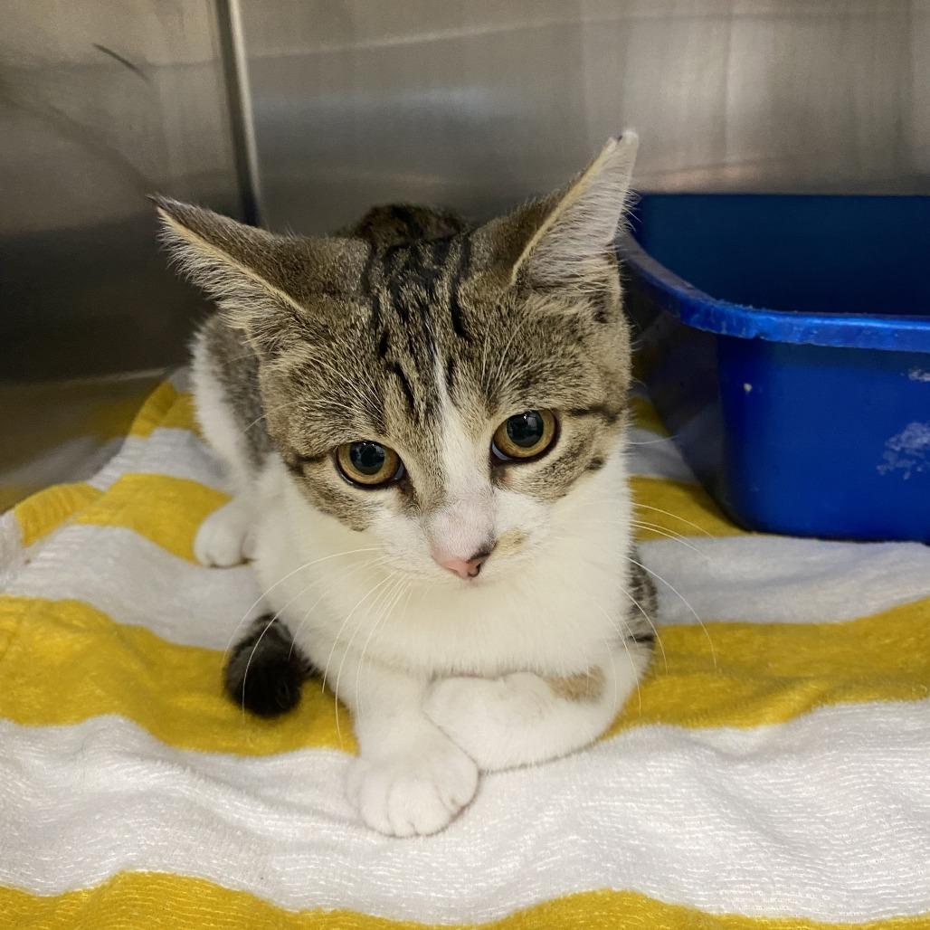 Enlarge Fearne, a Adoptable Domestic Short Hair in Auburn, AL image 3/4