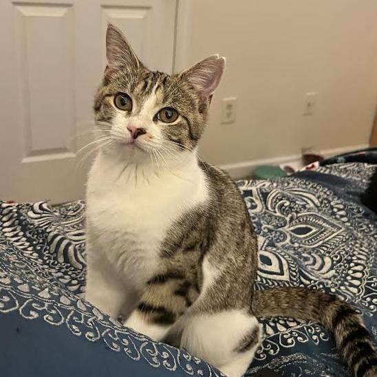 Enlarge Fearne, a Adoptable Domestic Short Hair in Auburn, AL image 4/4