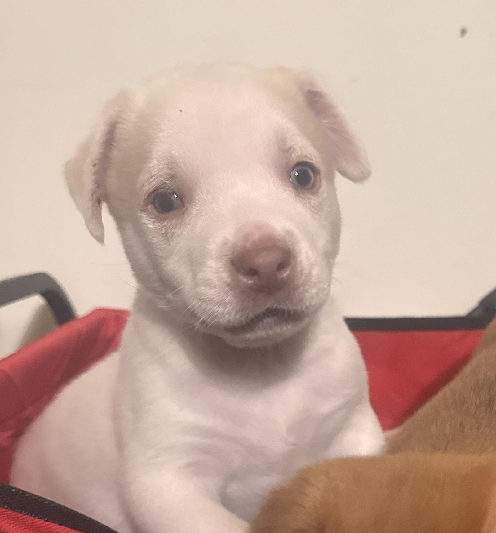 Enlarge Snoopy, a ADOPTABLE mixed breed in Pottstown, PA image 4/4