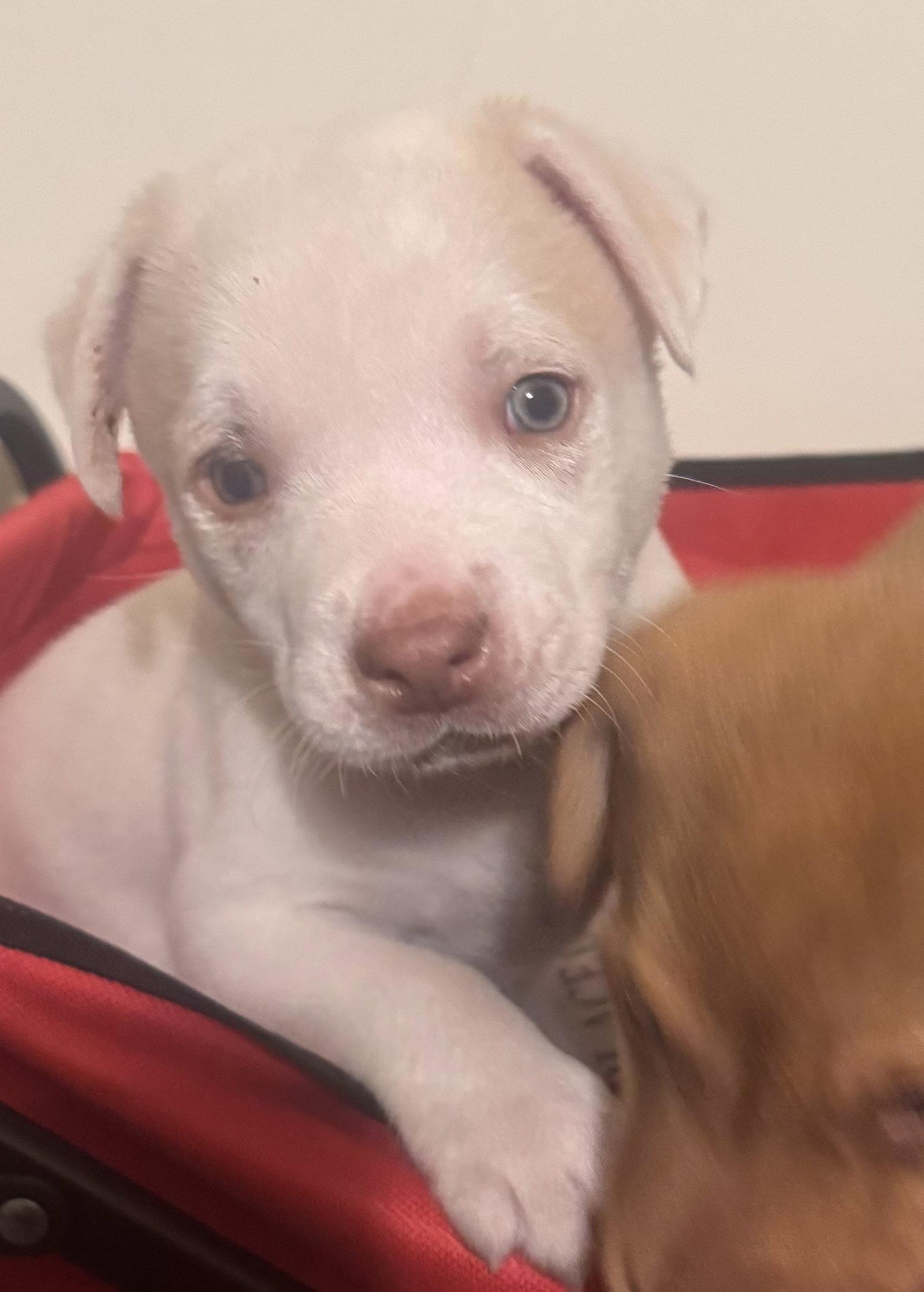 Snoopy, ADOPTABLE, Puppy Male Labrador Retriever & Australian Shepherd.
