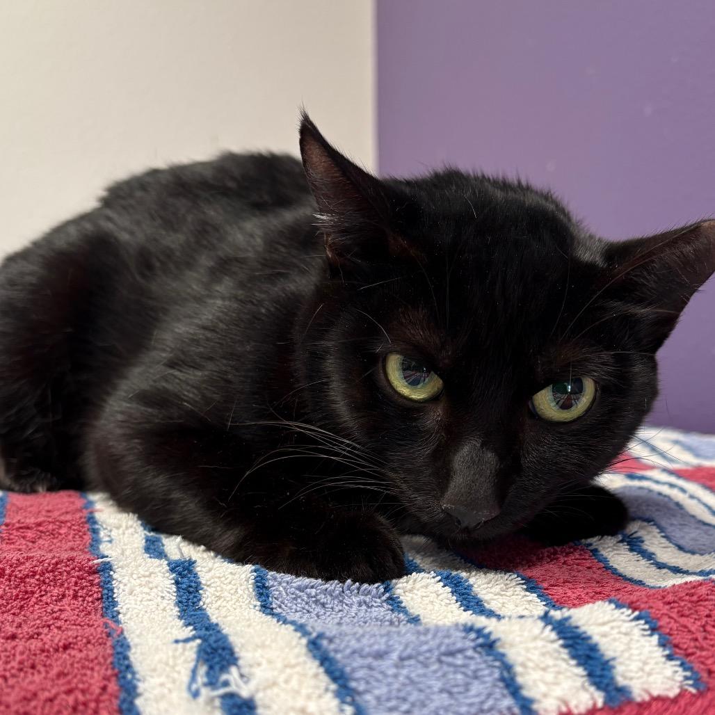 Hannah, Adoptable, Adult Female Domestic Short Hair & Domestic Short Hair.
