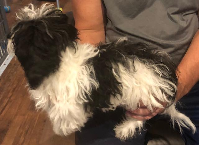 Curby, Adoptable, Puppy Male Shih Tzu & Poodle (Toy).