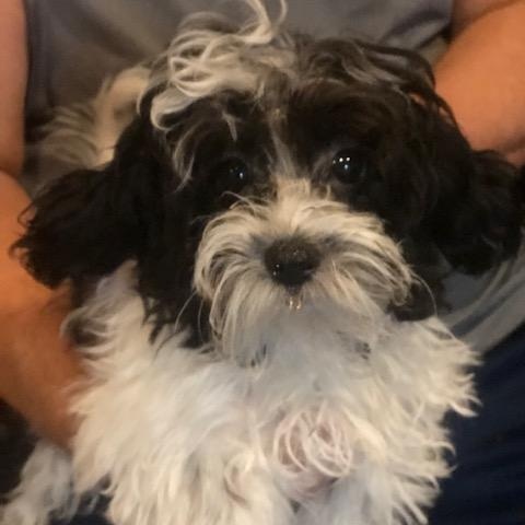 Enlarge Curby, a Adoptable mixed breed in Colleyville, TX image 2/2