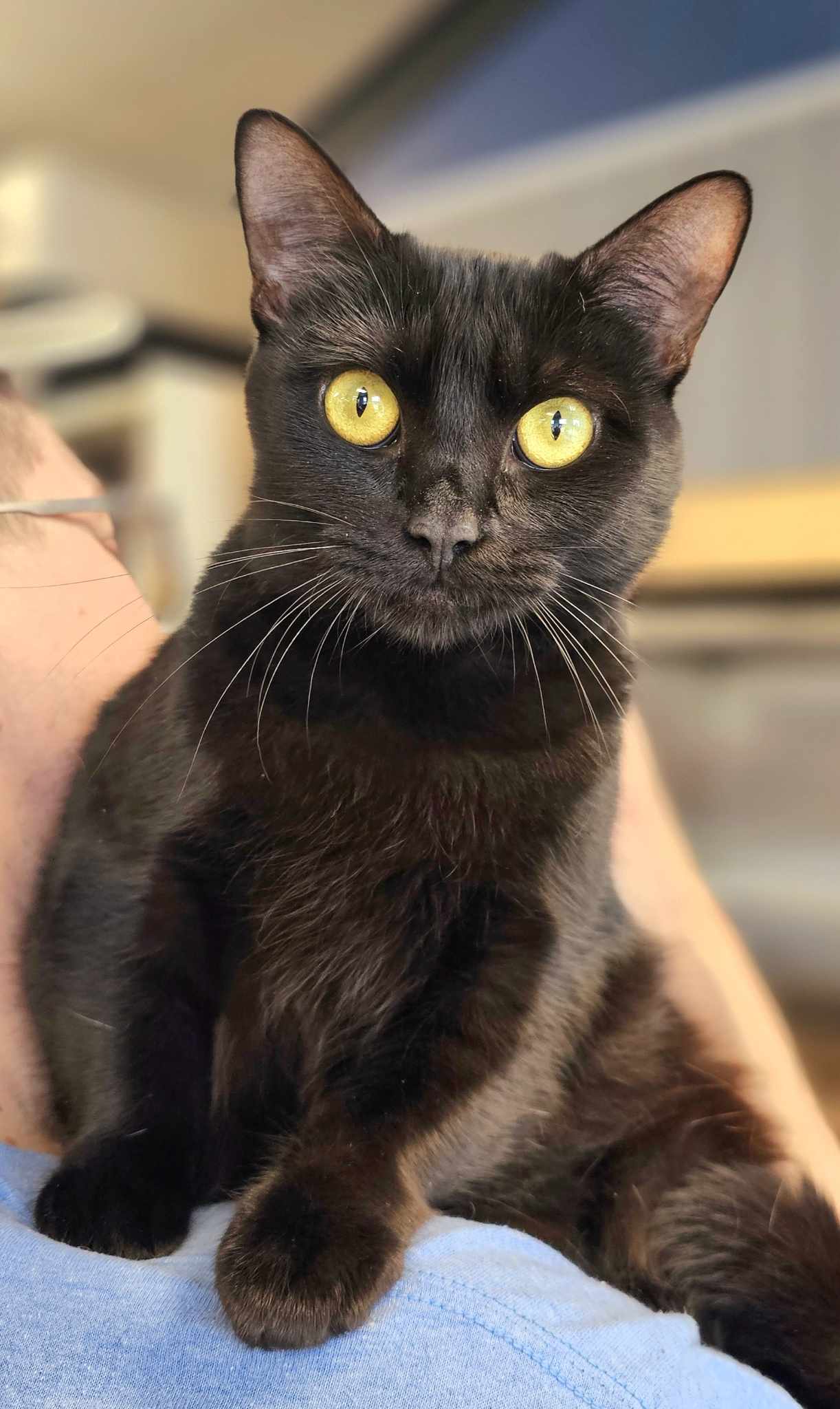 Cat for adoption Clawdia, an American Shorthair in Oak Ridge, TN