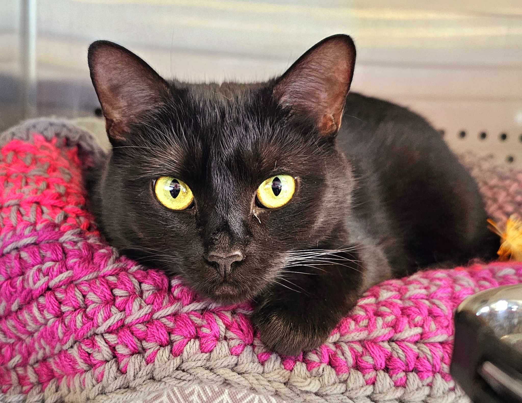 Cat for adoption Clawdia, an American Shorthair in Oak Ridge, TN