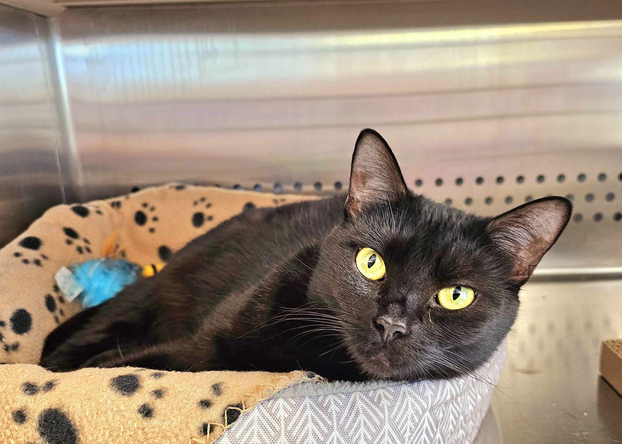 Cat for adoption Clawdia, an American Shorthair in Oak Ridge, TN