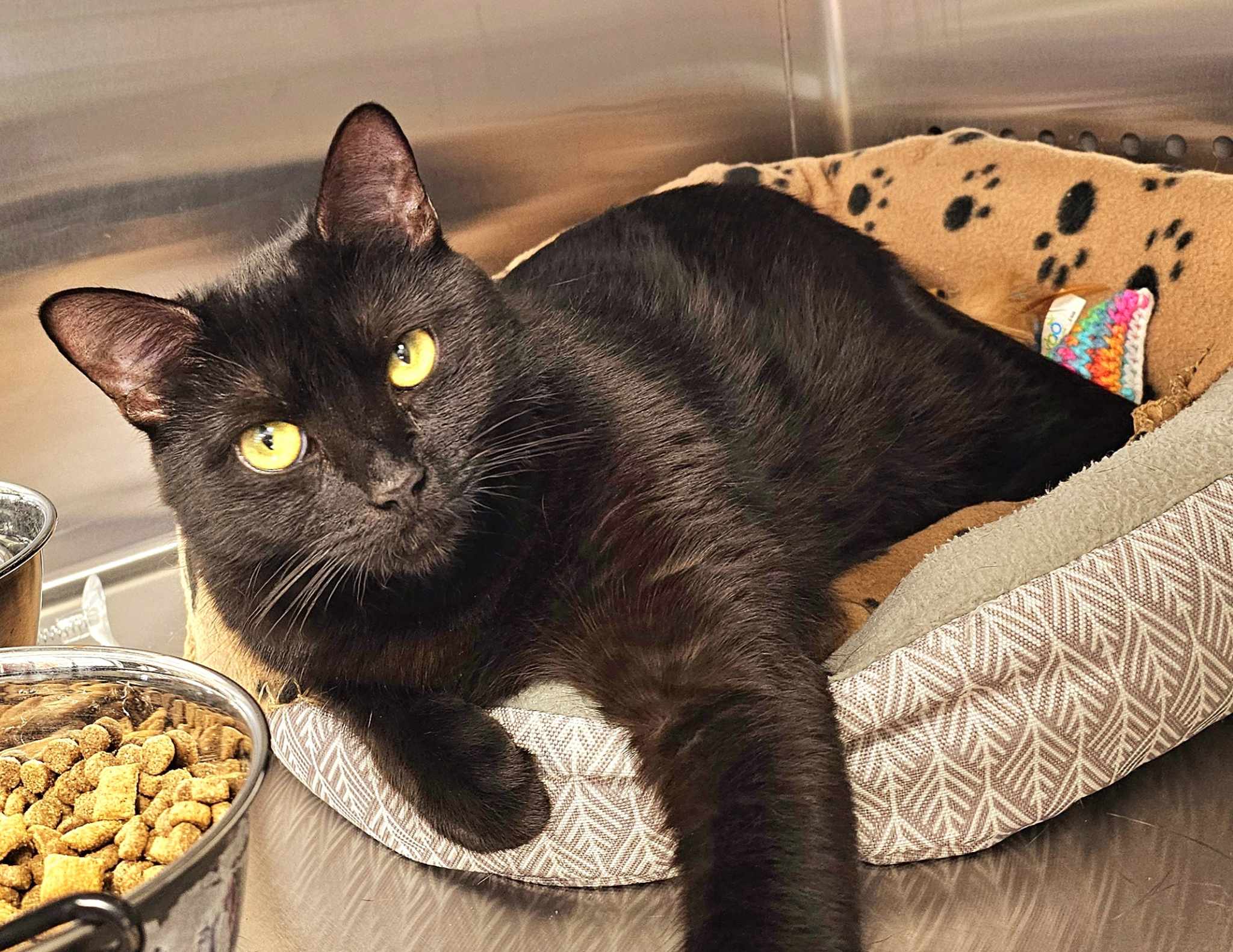 Cat for adoption Clawdia, an American Shorthair in Oak Ridge, TN